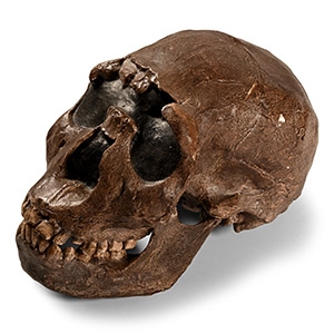 Natural History - Prehistoric Skull Replica