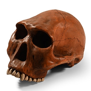 Natural History - Prehistoric Skull Replica