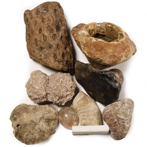 Natural History - Mixed Fossil and Mineral Specimen Group