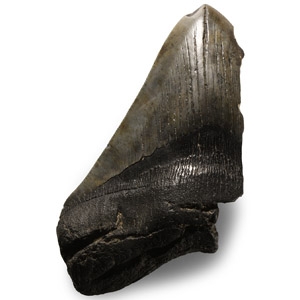 Megalodon Giant Shark Partial Fossil Tooth