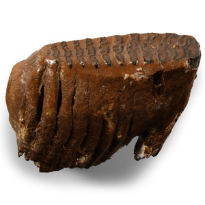 Natural History - Fossil Baby Woolly Mammoth Tooth
