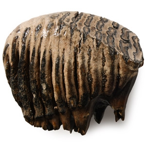 Natural History - Fossil Baby Woolly Mammoth Tooth