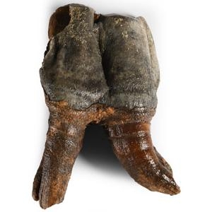 Natural History - Woolly Rhinoceros Lower Back Tooth