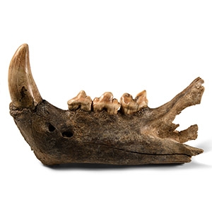 Natural History - Fossil Cave Lion Upper Jaw