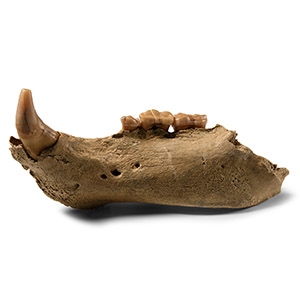 Natural History - Fossil Cave Bear Lower Jaw