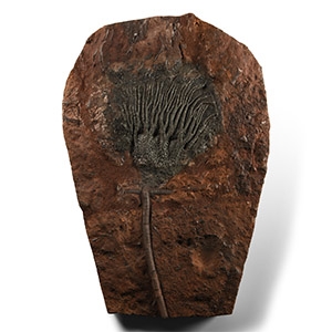 Large Fossil Crinoid Plate