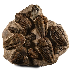 Natural History - Fossil Flexicalymene Trilobite Plate