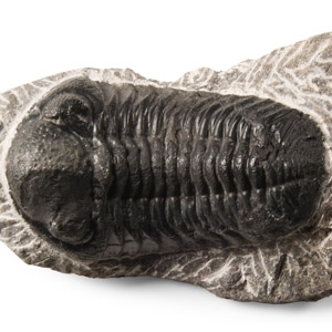 Natural History - Fossil Phacops Trilobite