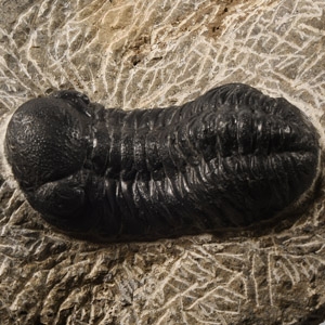 Natural History - Fossil Phacops Trilobite