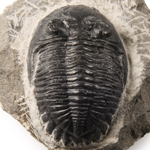 Fossil Cornuproetus Trilobite