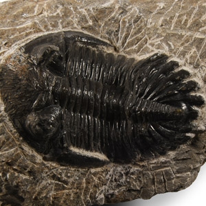 Natural History - Fossil Cornuproetus Trilobite