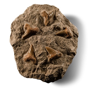 Fossil Otodus Shark Tooth Plate
