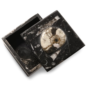 Natural History - Fossil Goniatite Lidded Trinket Box