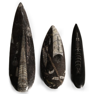 Natural History - Polished Fossil Orthoceras Group