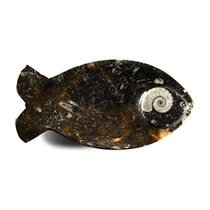 Natural History - Fossil Goniatite Fish-Shaped Tray
