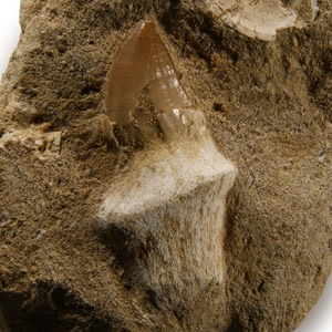 Fossil Mosasaur Marine Dinosaur Tooth and Fish Bones