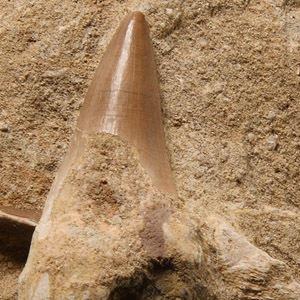 Fossil Mosasaur Marine Dinosaur Teeth