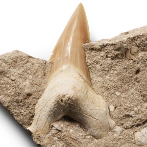 Fossil Otodus Shark Tooth on Matrix