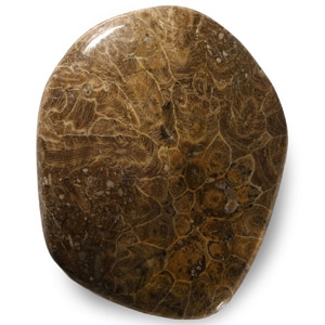 Polished Fossil Coral Head Group