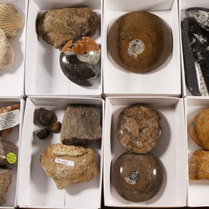 Natural History - Mixed Fossil Collection