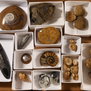 Natural History - Mixed Fossil Collection