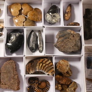 Mixed Fossil Collection