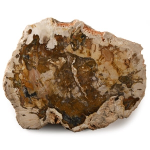 Polished Fossil Wood Slice