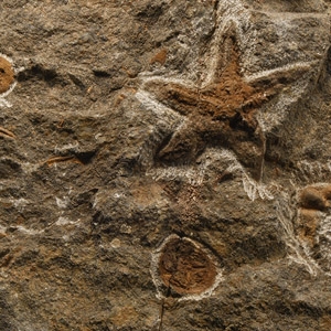 Natural History - Fossil Petraster Starfish on Matrix