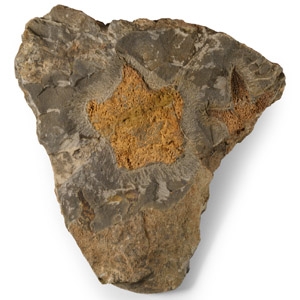 Fossil Petraster Starfish on Matrix