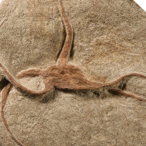 Natural History - Fossil Brittle Star on Matrix
