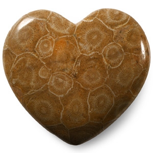 Heart-Shaped Polished Fossil Coral Head