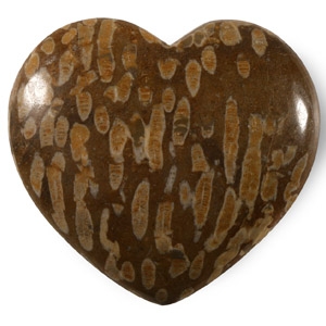 Natural History - Heart-Shaped Polished Fossil Coral Head