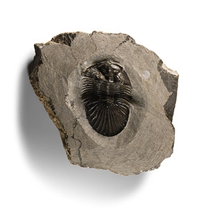 Natural History - Fossil Scutellum Trilobite on Matrix