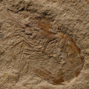 Natural History - Fossil Shrimp and Fish on Matrix