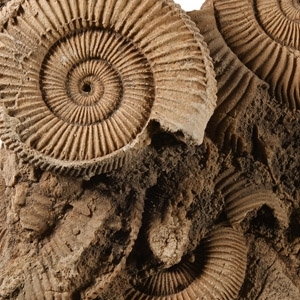 Fossil Ammonite Cluster
