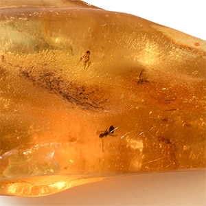 Natural History - Polished Copal with Insects