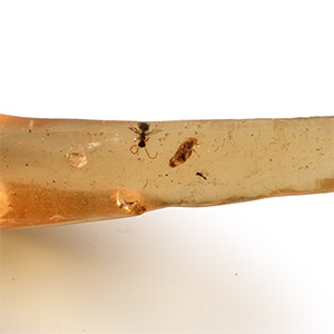Natural History - Polished Copal with Insects