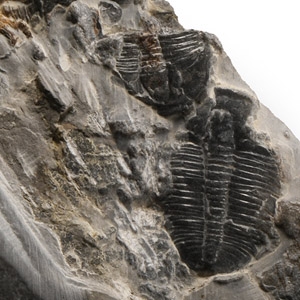 Natural History - Fossil Elrathia Trilobite Cluster