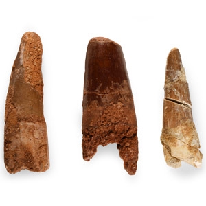Natural History - Fossil Spinosaurus Dinosaur Fossil Tooth Group