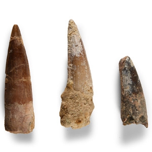 Natural History - Fossil Spinosaurus Dinosaur Fossil Tooth Group