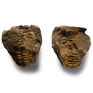 Natural History - Fossil Flexicalymene Trilobite Nodule
