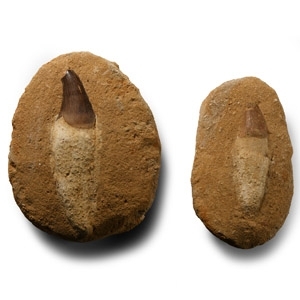 Fossil Mosasaur Marine Dinosaur Tooth with Root