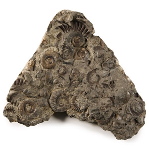 Natural History - Fossil Whitby Dac Ammonite Cluster