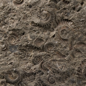 Natural History - Fossil Yorkshire Ammonite Cluster