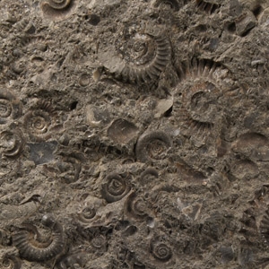 Fossil Whitby Dac Ammonite Cluster