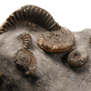 Natural History - Fossil Whitby Dac Ammonite Cluster