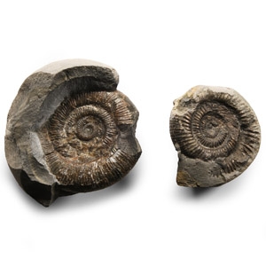 Fossil Whitby Dac Ammonite Group