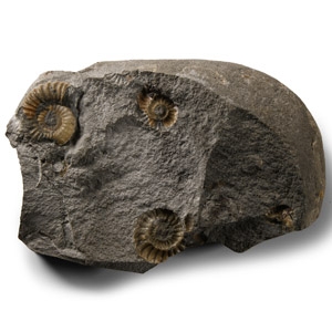 Lyme Regis Fossil Ammonite Cluster