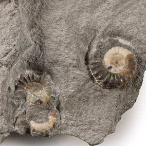 Natural History - Lyme Regis Fossil Ammonite Cluster