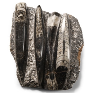 Polished Fossil Orthoceras on Rock